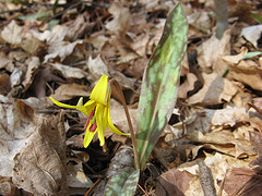 Trout lily