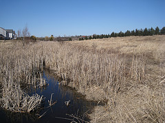 Great Swamp