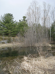 Large Vernal Pool