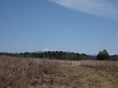 Mansfield