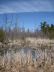 Potash Brook Headwaters