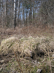 Hummock in Great Swamp