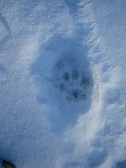 Bobcat Print