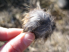 Rabbit Fur