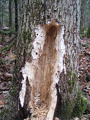 Pileated Woodpecker