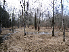 Black Ash Swamp