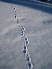 Bobcat Tracks