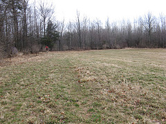 field