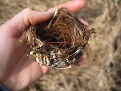 Red Eyed Vireo Nest