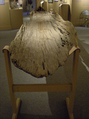 Dugout canoe from Shelburne Pond