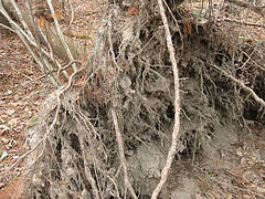 clay in tipup