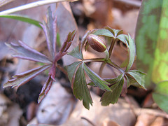 wood anemone