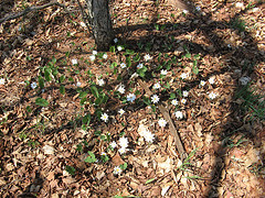 bloodroot