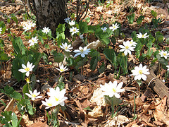 bloodroot