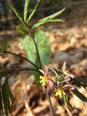 Blue cohosh flowering at Leduc