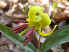 trout lily