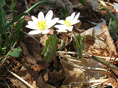 bloodroot