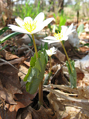 bloodroot