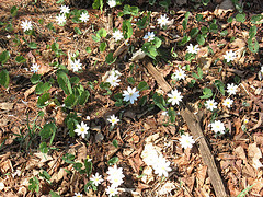 bloodroot
