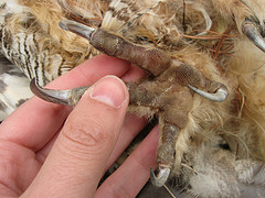 owl talons