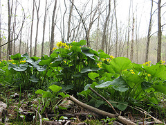 marsh marigold in a black ash swamp