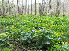 marsh marigold in a black ash swamp