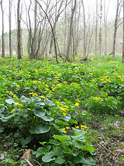 marsh marigold in a black ash swamp