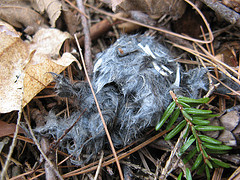scat with hair and bones