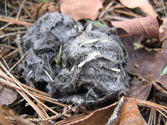 scat with hair and bones