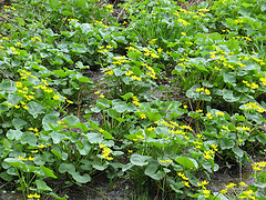 marsh marigold in a black ash swamp