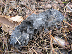 scat with hair and bones