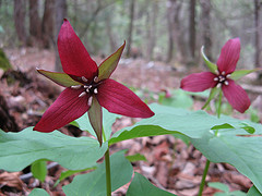 Stinking benjamin, Trillium erectum
