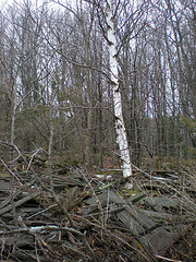 Abandoned/scrapped building