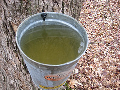 Sugar Maple Sap