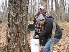 Charlie and Kyle Collecting Sap