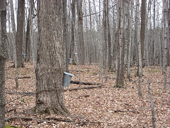 Sap Buckets (line)