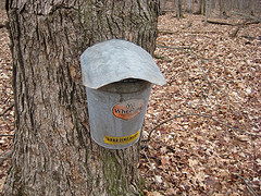 Sap Bucket (close)