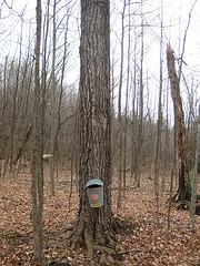 Sap Bucket