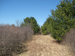 Mysterious Old Trail