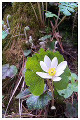 Bloodroot