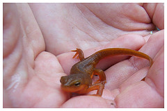 Red spotted newt