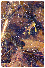 Red spotted newt swimming
