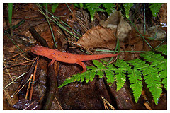 Red eft