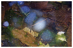 Spotted salamander egg masses