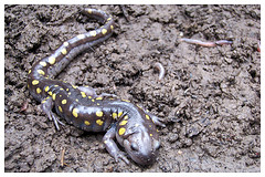 Spotted salamander