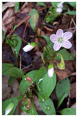 Spring beauty