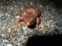 Spring Peeper