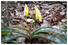 Trout lily in bloom