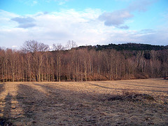 View of Five Tree Hill