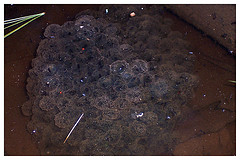 Wood frog egg mass
